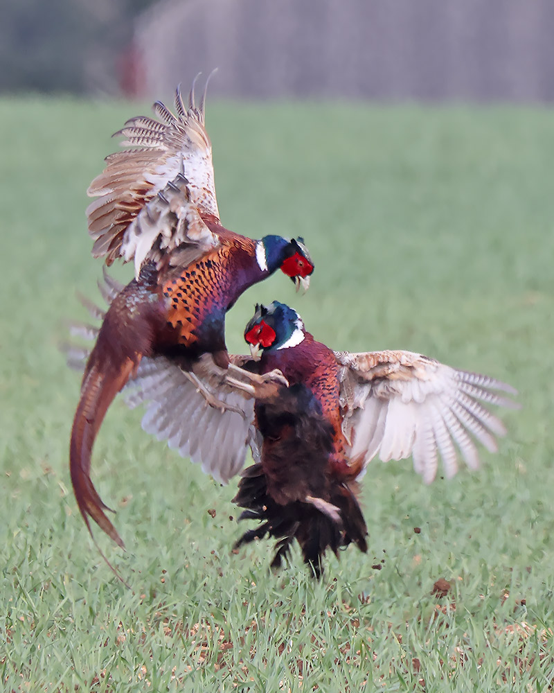 Pheasant